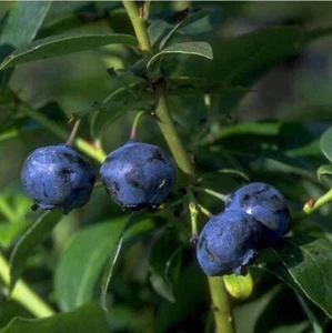 Garten-Heidelbeere 'Blue Jay' - Bild 1 von 3