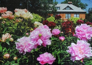 Peonies, 1008 piece puzzle, Friends of the Farm - Picture 1 of 2