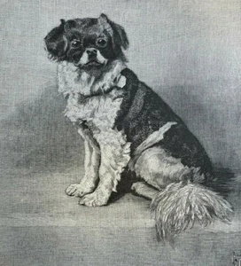 1901 Toy Dogs English Toy Terrier English Pug Mexican Hairless Yorkshire Terrier - Picture 1 of 6