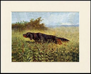 GORDON SETTER DOG AT WORK LOVELY PRINT MOUNTED READY TO FRAME - Picture 1 of 1