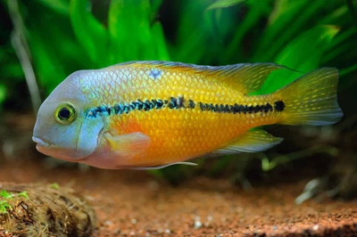 Nicaraguense Cichlid (Hypsophrys nicaraguensis) Macaw Cichlid - Image 1 of 3