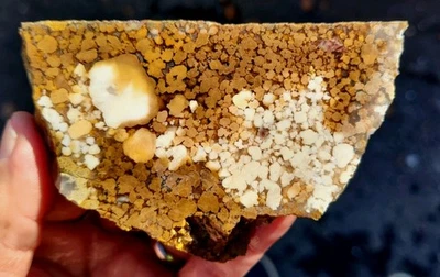 rawk11: Losa gruesa de jaspe orbicular King Cobra-Hermosos orbes brechados-India! Foto 1 de 4