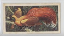 1961 Brooke Bond Tropical Birds Tea Red Bird of Paradise #49 a8x