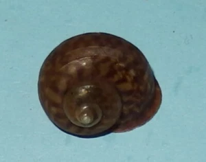 Cyclophorus alabatensis - Philippines Land Snail Shell 18.7mm F++ #622 - Picture 1 of 2