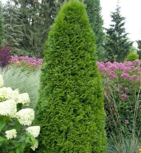 Smaragd Lebensbaum 60-80cm - Thuja occidentalis - Bild 1 von 1