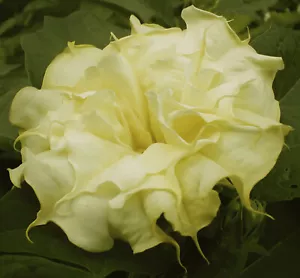 20Samen Engelstrompete goldene Blüte,DATURA DoubleGolden Queen,Exotische Pflanze - Bild 1 von 3