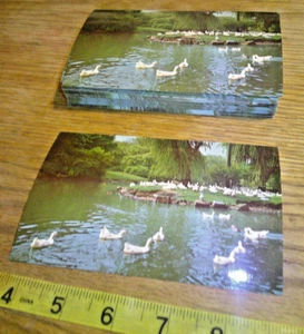 original Vintage Lot 50 Post cards same scene duck pond and lagoon Canton Ohio - Picture 1 of 3