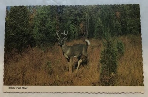White Tail Deer. Postcard (G2) - Picture 1 of 2