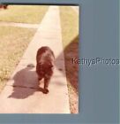 FOUND COLOR  PHOTO K_9153 BLACK CAT WALKING DOWN THE SIDEWALK