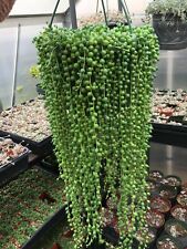 String Of Pearls Plants Succulents