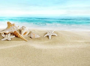  photogragh art poster Seashells sand beach contemporary wall decor - Picture 1 of 1