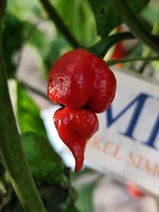 Trinidad Scorpion Butch T , semillas , ,Capsicum chinense (355) - Picture 1 of 2
