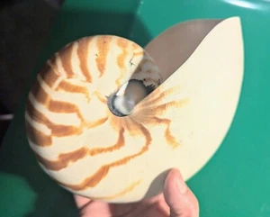Perfect Massive Collectible Beautiful Nautilus Sea Shell -7.5"x7"x5.5" Huge !!! - Picture 1 of 13