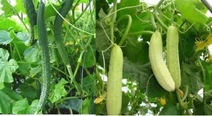 20+ Green/White  Chinese Tender Cucumber Seeds Long Spikes Asian Non-GMO 中国刺黄瓜 - Picture 1 of 11