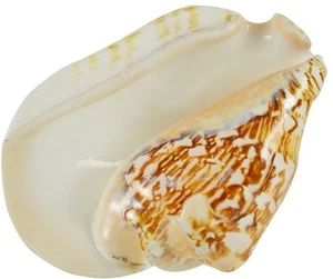Broad Pacific Conch Decorative Seashell Polished Tabletop Decor 6" and up - Picture 1 of 1