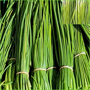 Chives (Onion Spring) Fuyuyo 100 Seeds Garden Grow HERBS - Picture 1 of 2