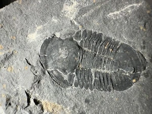 ➤ 1-1/4 Inch - ELRATHIA KINGI TRILOBITE in MATRIX - Antelope Springs Utah ➤072 - Picture 1 of 4