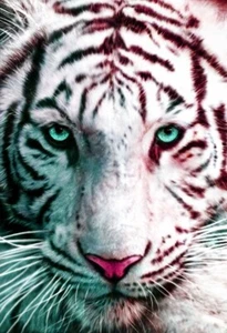 White Tiger Poster, Bengal Tiger, Big Cat - Picture 1 of 5