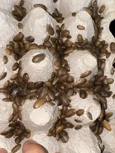 Dubia Roaches Small,Medium Reptile Feeders Live Feeders Free Shipping - Picture 1 of 3