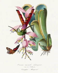 HUMMINGBIRD Paul Gervais Vintage Fine Art Giclee High Res 8x10 Botanical Print - Picture 1 of 1