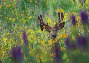Postkarte Colorado Schopfbutt Hirsch grasen unter Wildblumen postfrisch - Bild 1 von 1