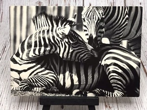 Postcard - Two Zebras, Leverett Massachusetts - Picture 1 of 4