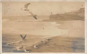J7/ La Jolla California Postcard RPPC c1910 Ocean Shore Seagulls 108 - Picture 1 of 4