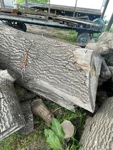 13ft large Ash Tree trunk Milling Wood Work Mill Wood - Picture 1 of 6
