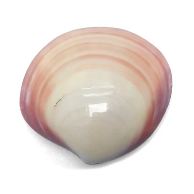 Polished Tiger Hatchet Clam Shell MATCHING PAIR Codakia Tigerina - Image 1 of 4