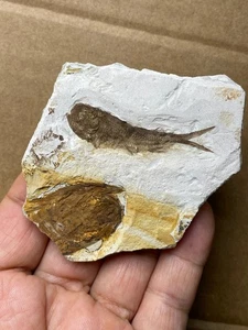 53g Jurazeit Lycoptera Fisch Gestein Präparat Western Liaoning China - Bild 1 von 14