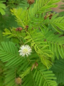 Prairie mimosa - Desmanthus illinoiensis - 20+ seeds - Semillas - Graines E 220 - Picture 1 of 1