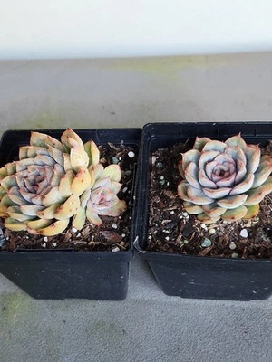 Healthy 2 Pack Succulent Plants Echeveria  4" Pot Rooted Fully Established  - Image 1 of 4