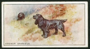 TARJETA CIGARRILLO PERRO COCKER SPANIEL W D & H O WILLS 1926 EDICIÓN NUEVA ZELANDA Nº 35 - Imagen 1 de 2