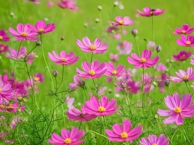 SEEDVILLE USA 200 TALL PINK COSMOS Bipinnatus Flower Seeds