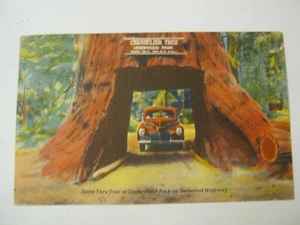 Tarjeta postal Drive Through Tree, Underwood Park, California, 1954, #18668 (024-2) - Imagen 1 de 4
