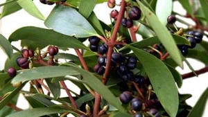 50 X NATIVE TASSIE PEPPER SEEDS-SPICE-BUSH FOOD-HERB-GROW YOUR OWN PEPPER CORNS - Picture 1 of 3