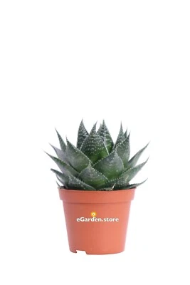 Pianta di Aloe Aristata Cosmo vera grassa succulenta ornamentale da interno - Immagine 1 di 3