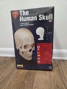 Vintage 1996 The Human Skull Lindberg Model Kit with Instructions The Human Body - Bild 1 von 4