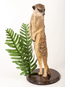 Rare Meerkat / Suricate Real Taxidermy Mount - Picture 1 of 7