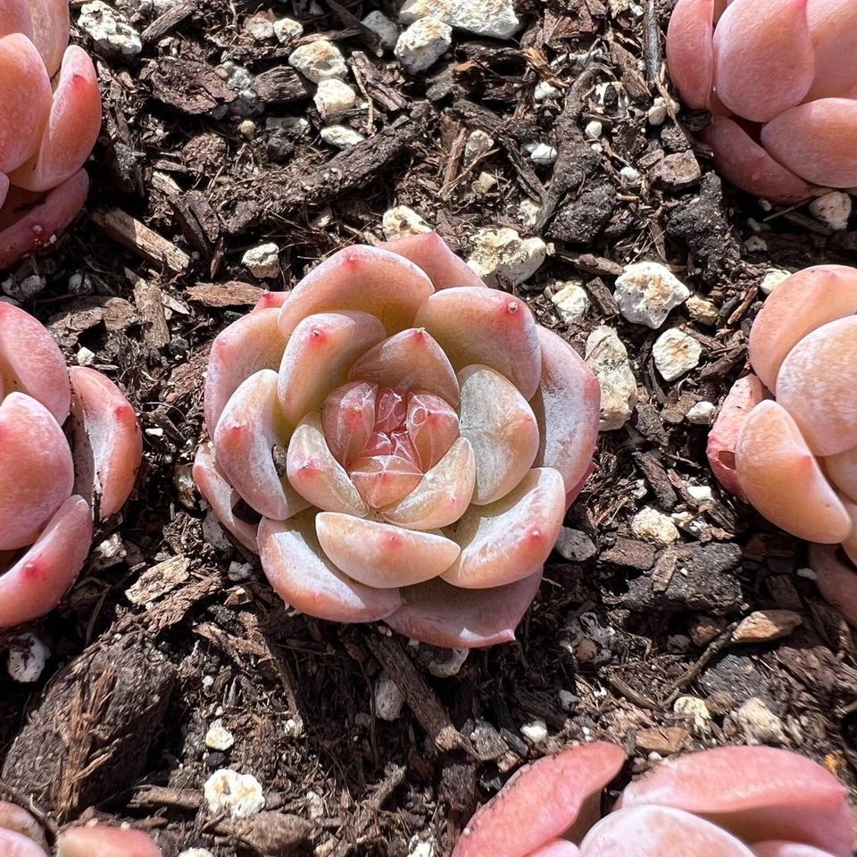 Echeveria ice amber Rare Succulent Live Plant Live Succulent Cactus - Image 1 of 1