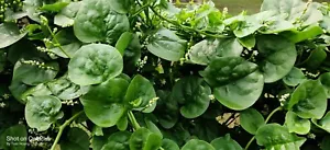 100+ Green Malabar Spinach Seeds /Ceylon /Mồng Tơi for 2025 season USA Seller - Picture 1 of 9