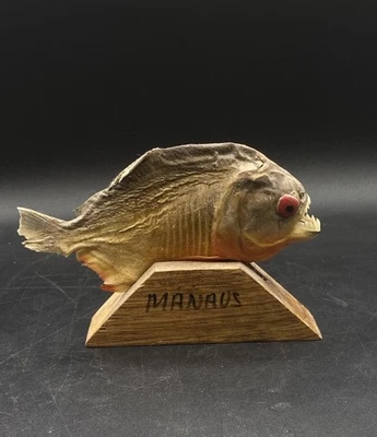 Piranha Taxidermy Fish Amazon Manaus Brazil Souvenir Oddities Curiosity - Image 1 of 4