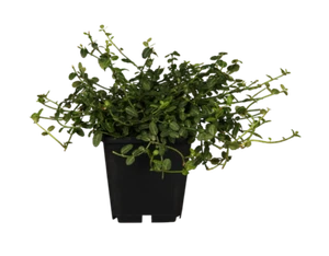 Euonymus fortunei 'Minimus', Kriechspindel, immergrün, ca. 9x9 cm Topf - Bild 1 von 5