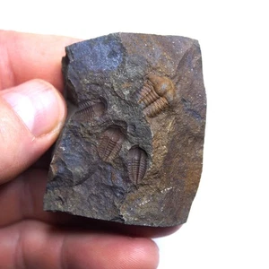 Tschechischer Trilobit Ellipsocephalus hoffi Kambrium Fossilien Dino 2430 - Bild 1 von 10