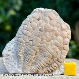 RARO Fósil Cabeza Crinoide Uintacrinus socialis - Turónica Superior, Cretácico, - Imagen 1 de 1