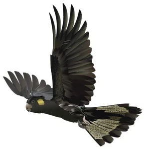 350mm Yellow tail Black Cockatoo Sticker Decal Car, Motorhome, Window, Truck, - Picture 1 of 1