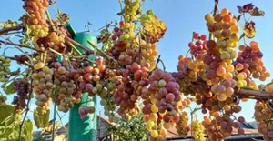 Strawberry- taste -GRAPES - 10cuttings ---ready-- for rooting - Picture 1 of 1