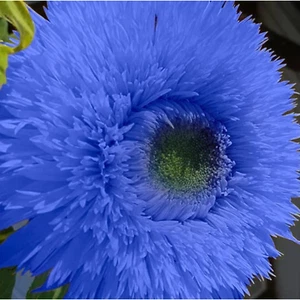 50pcs Blue Teddy Bear Sunflower Seeds - Stunning Annual Blooms for Your Garden - Picture 1 of 2