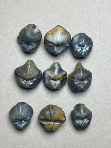 9 Stück Devonzeit Davidson Brachiopod Spirifer Präparat - Bild 1 von 24