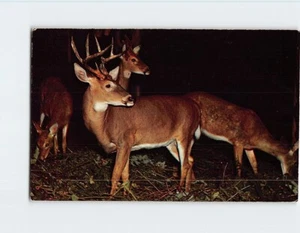 AK Hirschherde - Bild 1 von 2